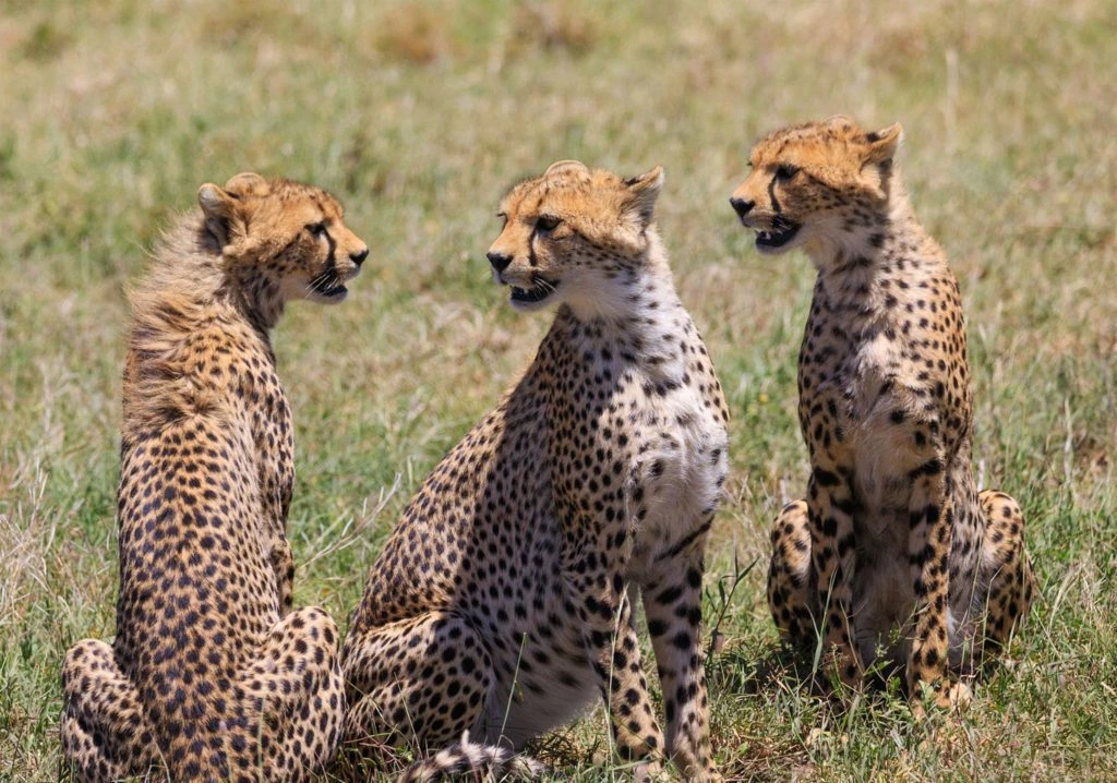 Safari to the Wilderness