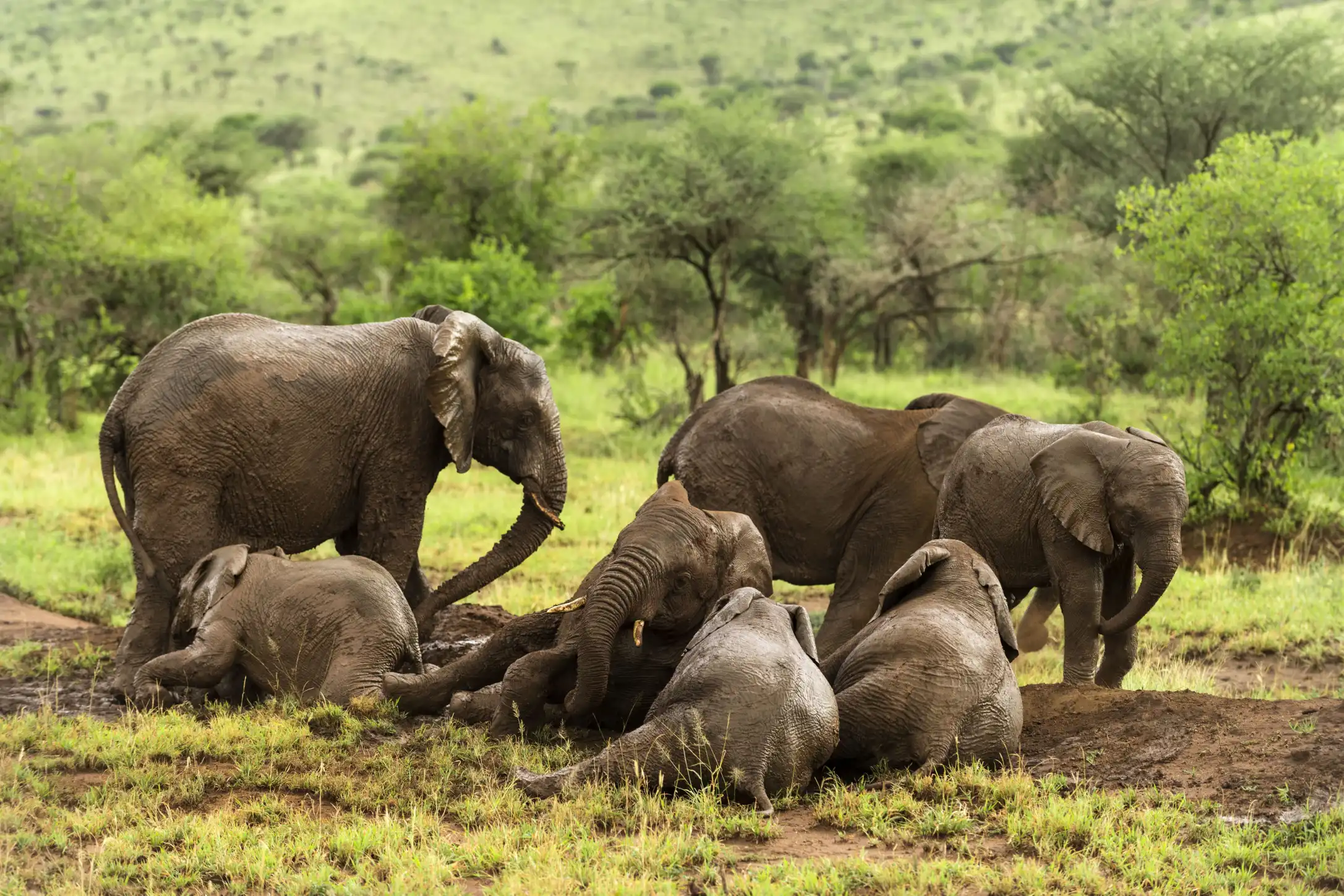 Authentic Tour with Bushmen, Ngorongoro crater & Lake Manyara National Park