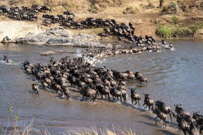  Joining Safari: Serengeti & Ngorongoro Camping