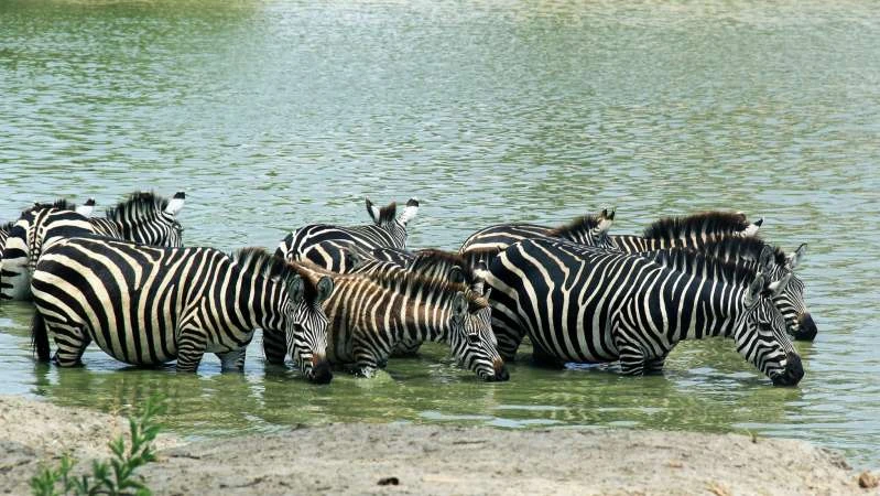1-Day Tarangire National Park Safari