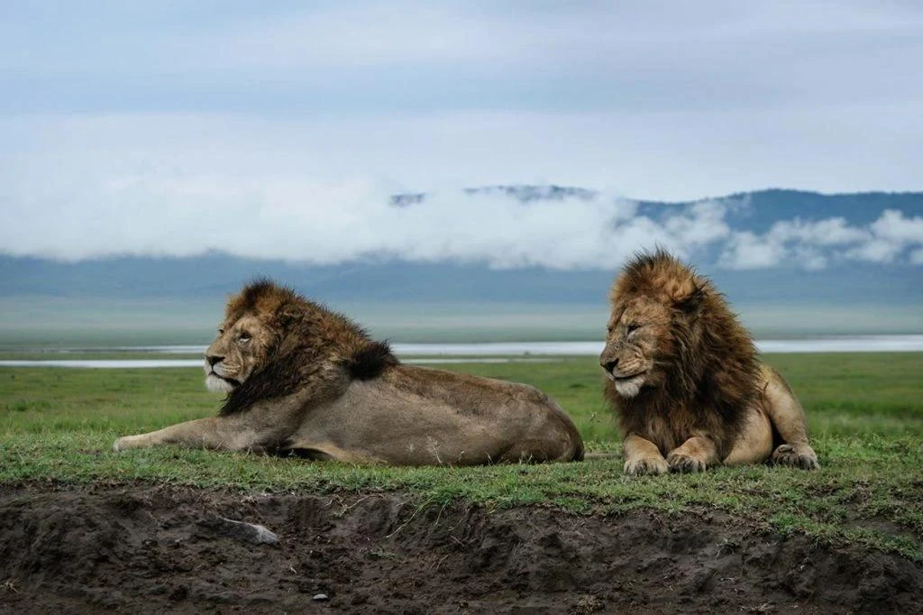 Day trip in ngorongoro crater