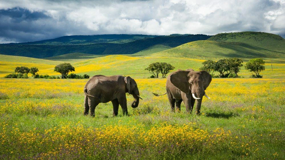Day trip in ngorongoro crater