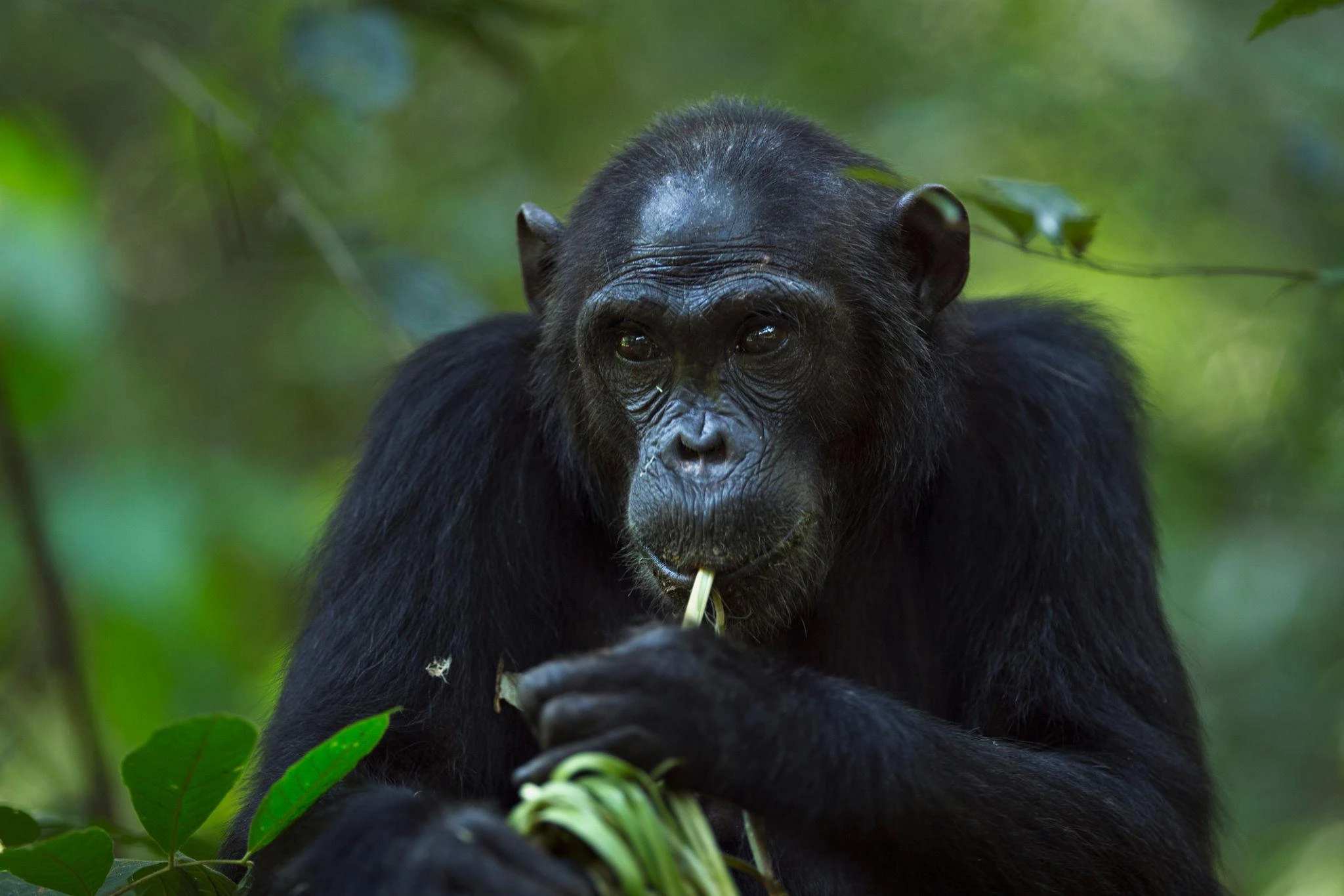 Gombe National Park Chimpanzee Safari