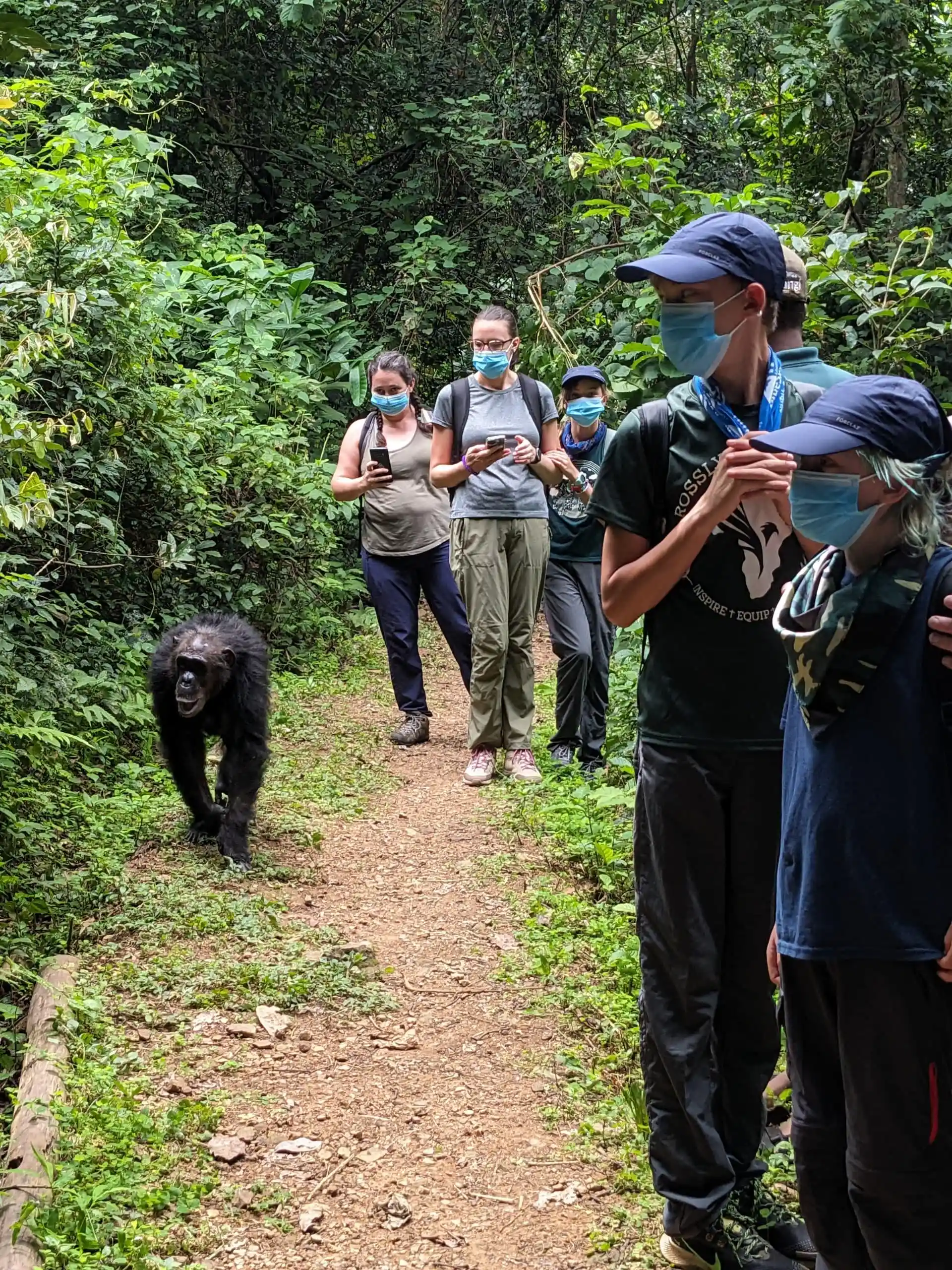 Gombe National Park Chimpanzee Safari