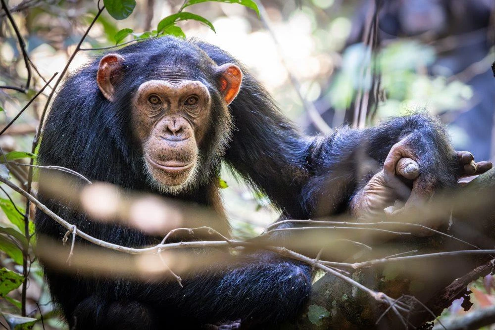 Rubondo Island National Park Safari
