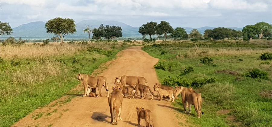 Experience the wildlife and beautiful savannah landscapes of Mikumi National Park on a 2-day, 1-night fly-in safari from Zanzibar