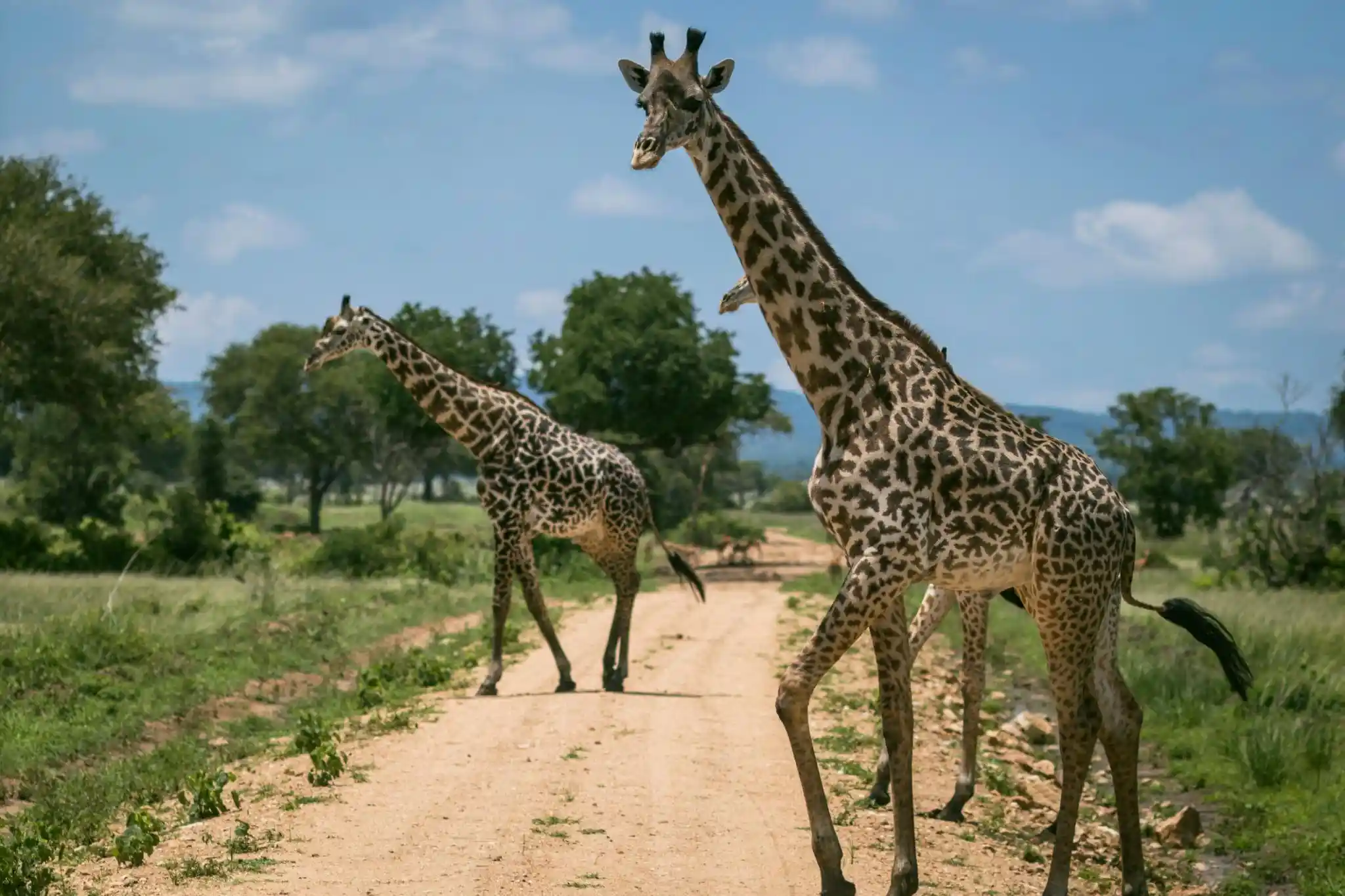 Experience the wildlife and beautiful savannah landscapes of Mikumi National Park on a 2-day, 1-night fly-in safari from Zanzibar