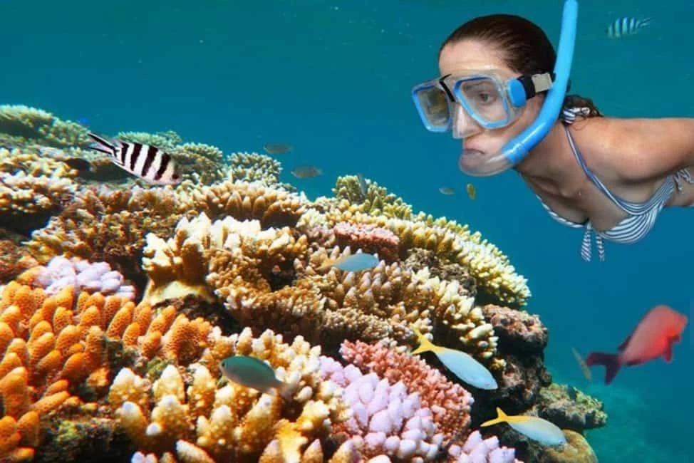 Full-day ocean adventure combining dolphin watching and snorkeling around Mnemba Atoll, one of Zanzibar's most popular marine experiences