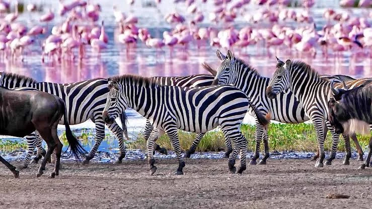 Lake Manyara National Park