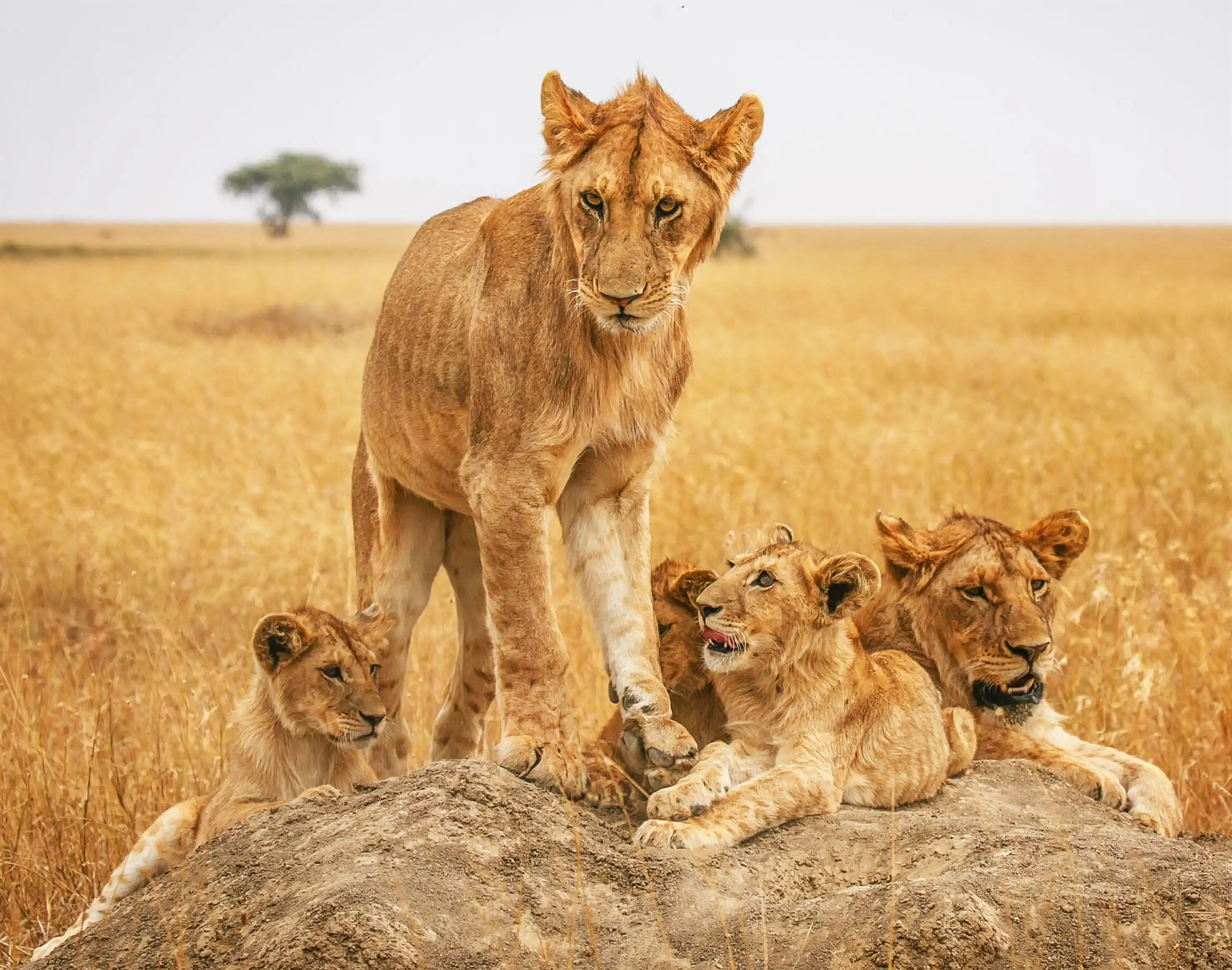 Serengeti National Park