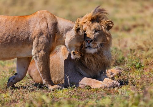 Simba